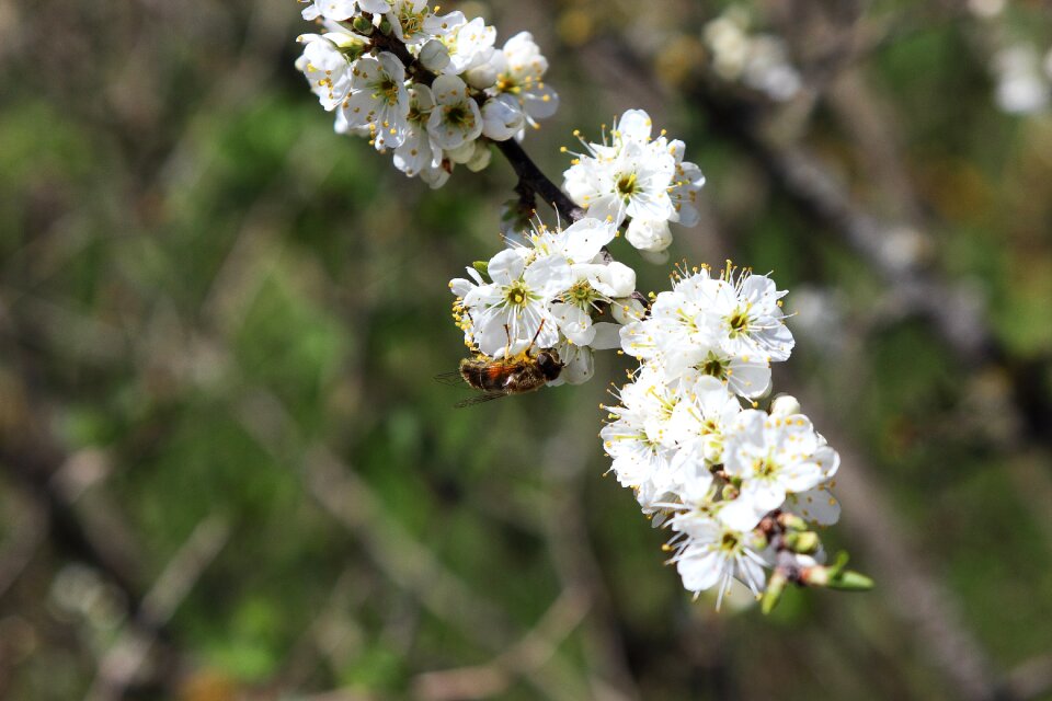 Insect flower spring