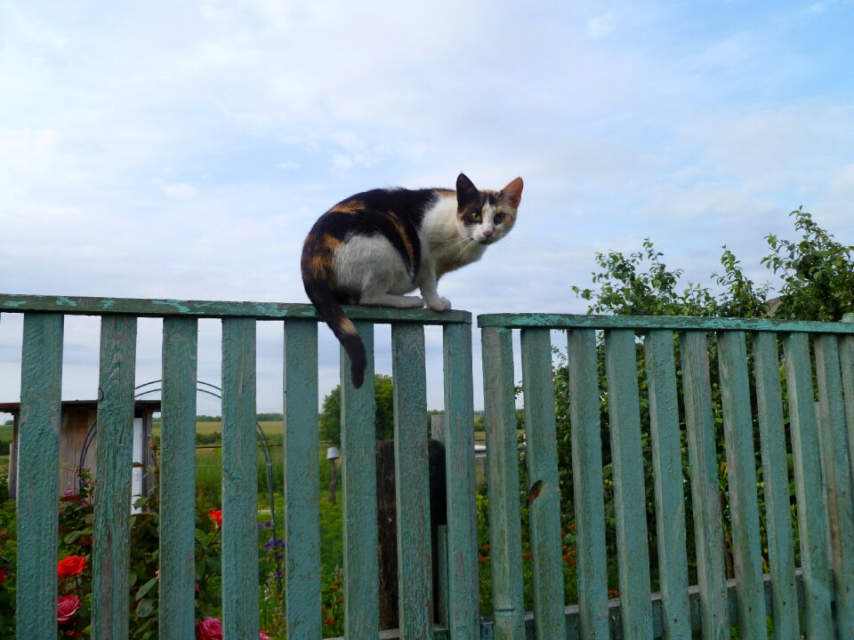 Fence animals cats
