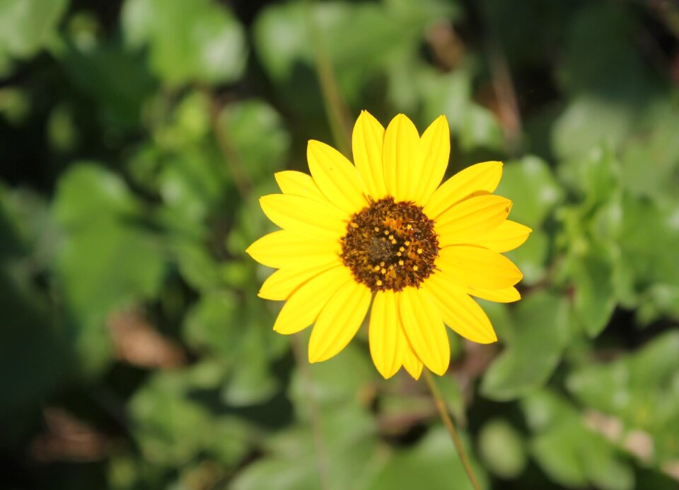 Floral bloom blossom photo