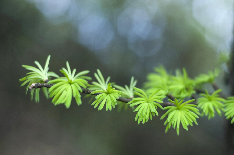 Cedar bud green