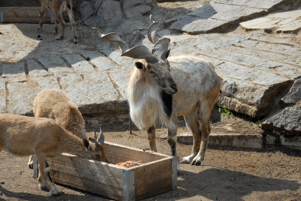 Mountain zoo animals