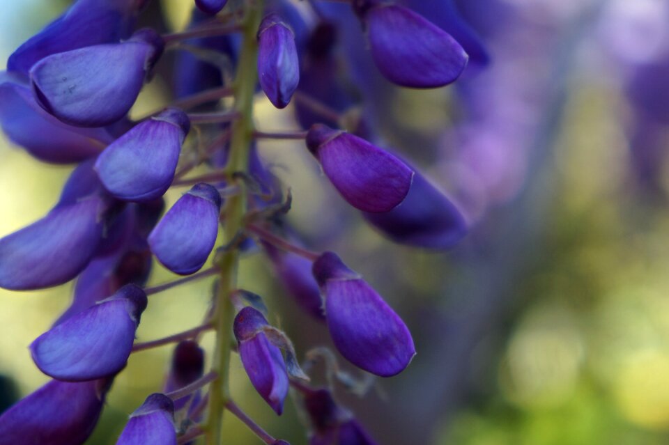 Spring nature blue flowers