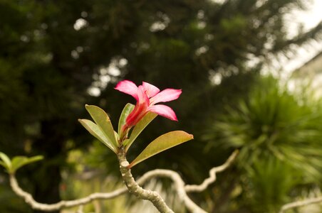 Flower southeast asia tropical flower