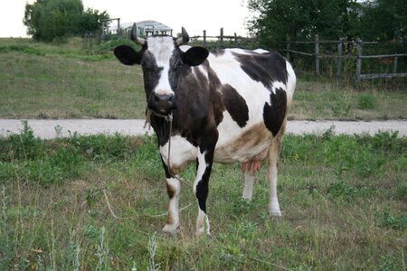 Animal cattle village