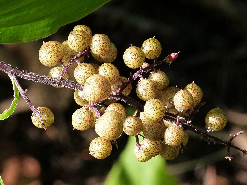Nature natural sweet