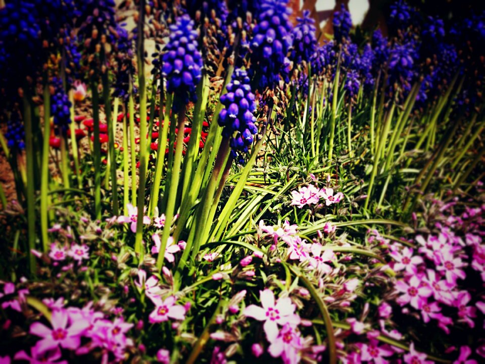 Color colorful bloom