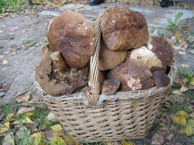 Basket white mushroom rough boletus
