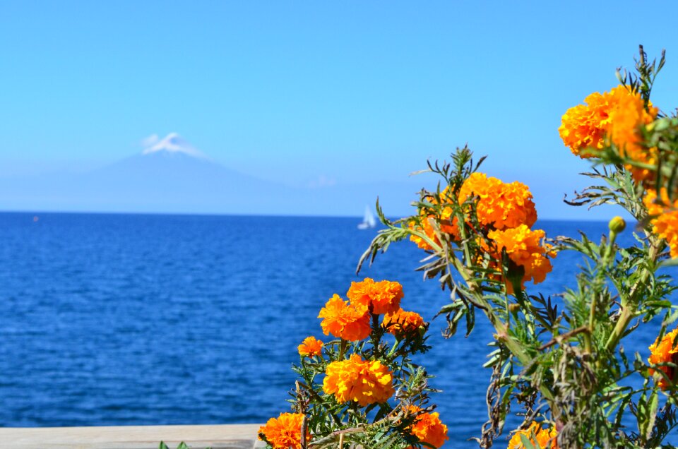 Orange flowers