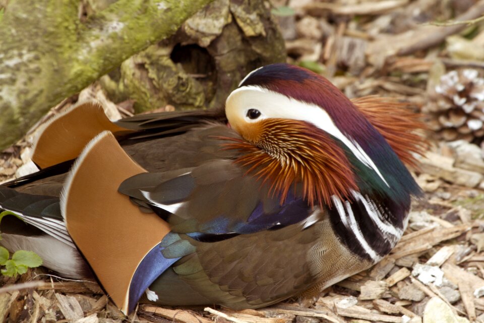 Wild duck afternoon rest colorful