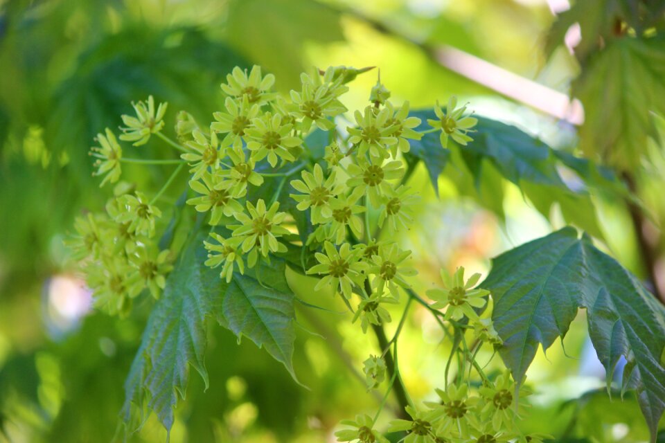 Bloom spring bloom