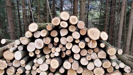 Pile of wood nature tree