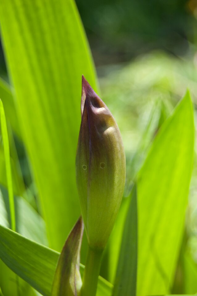 Background of leaves bud flower
