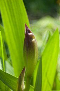 Background of leaves bud flower