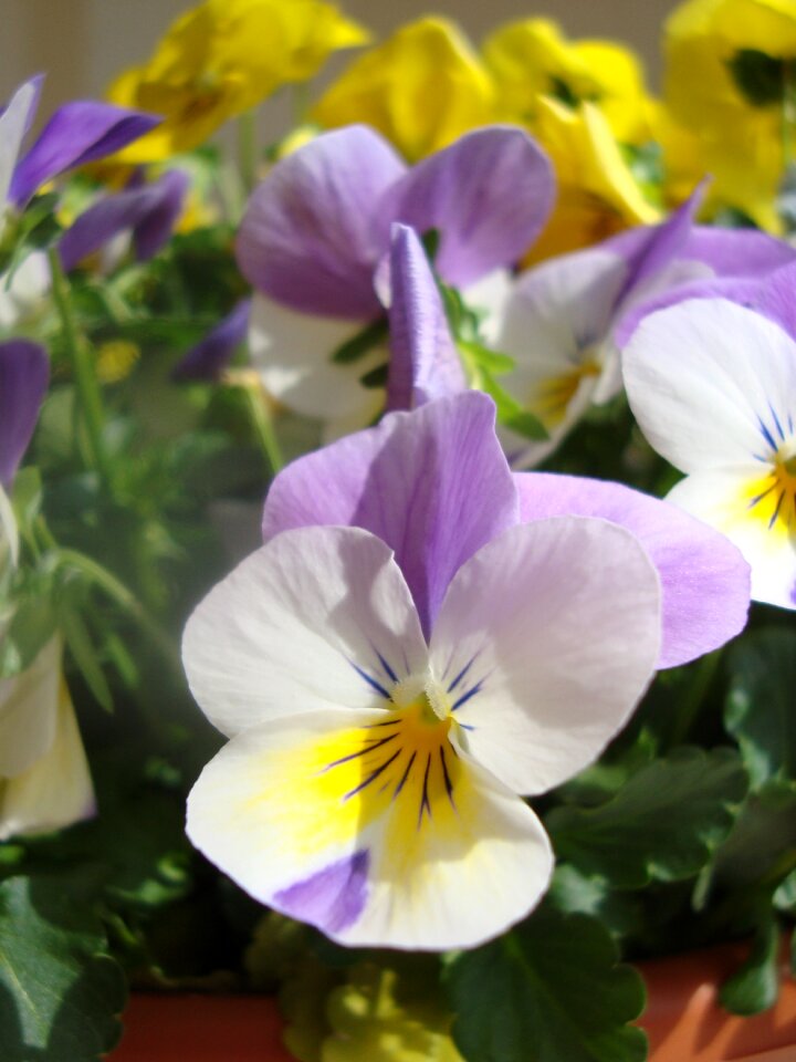 Spring pansy pretty