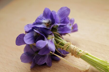 Bunch of flowers violet purple