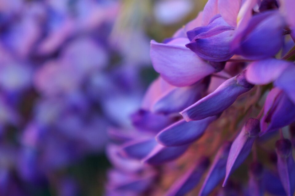 Nature garden spring