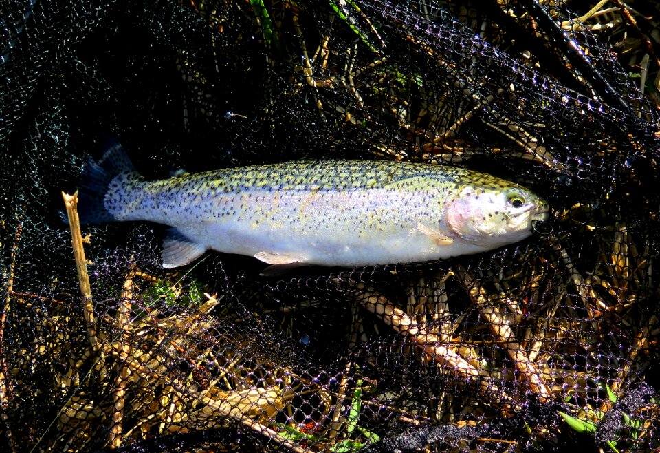 Fishing landing net fresh