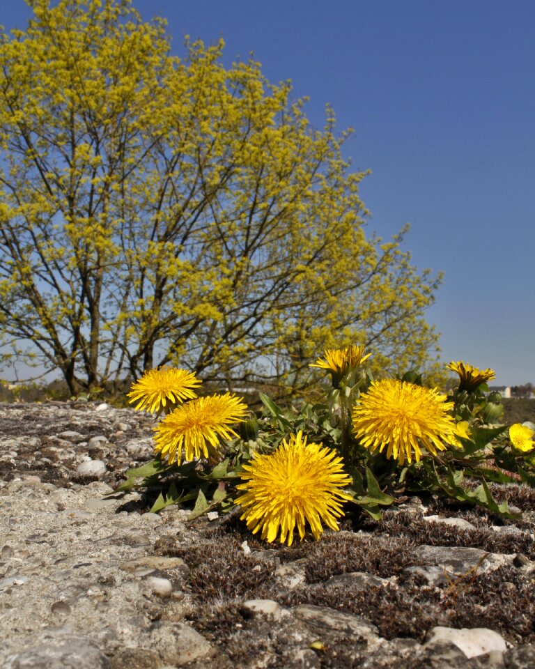 Landscape spring dandelion