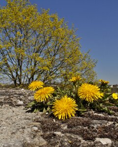 Landscape spring dandelion