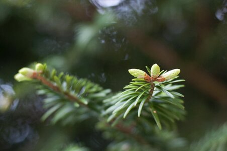 Cedar leaves buds
