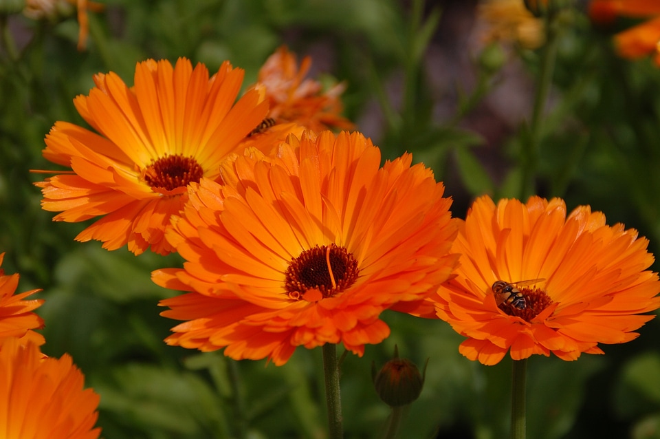 Garden seasonal floral