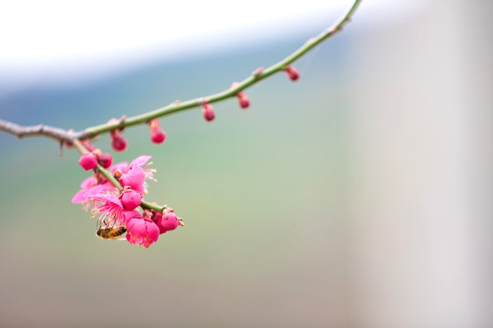 Republic of korea landscape landscape bee