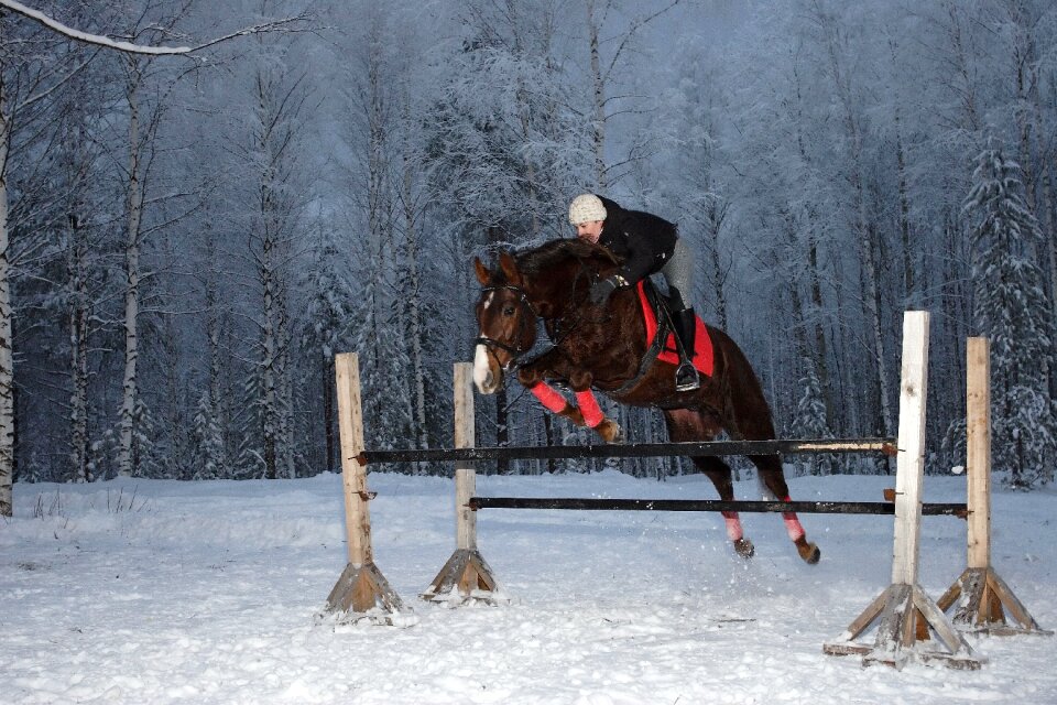 Sports horsewoman winter