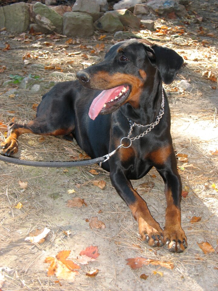 Doberman dog leash to dog is