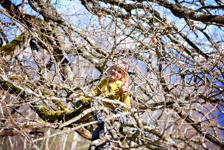 Bare tree spring climbing tree