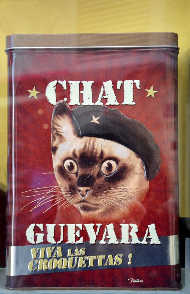 Cat head box humor