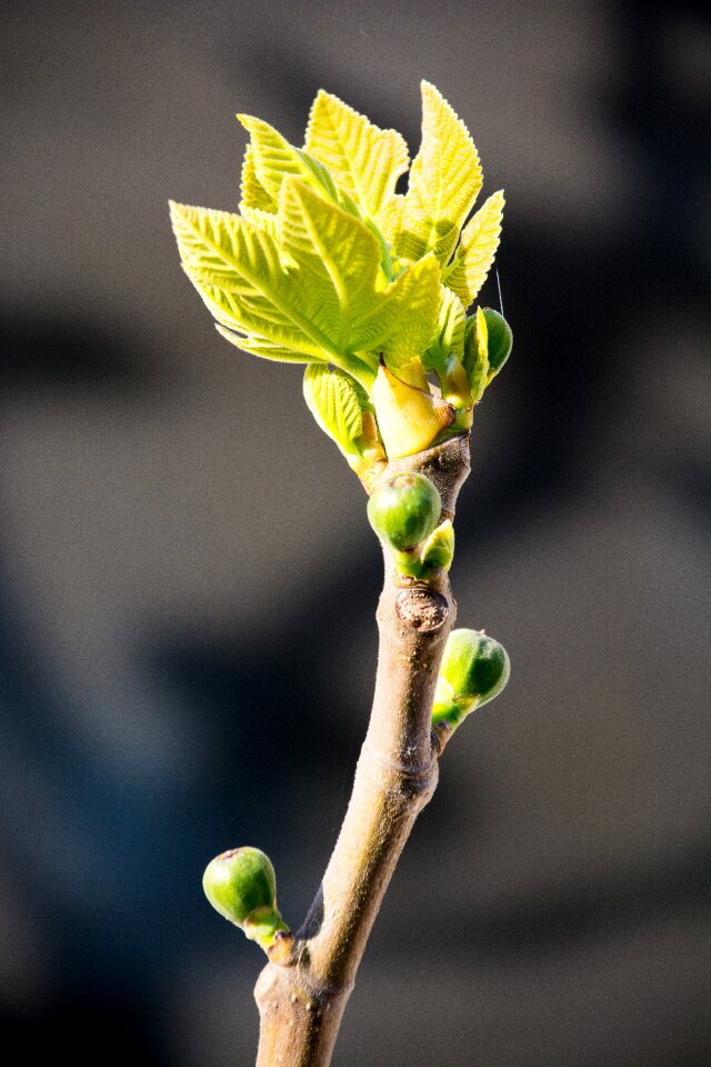 Green close up branch