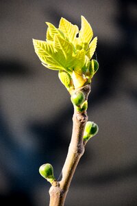Green close up branch