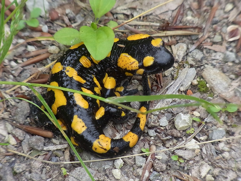 Nature yellow black amphibians