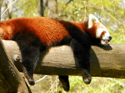 Panda animal zoo photo