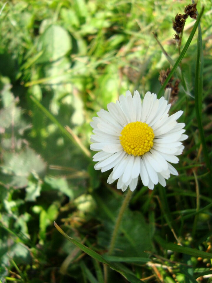 Pointed flower yellow white