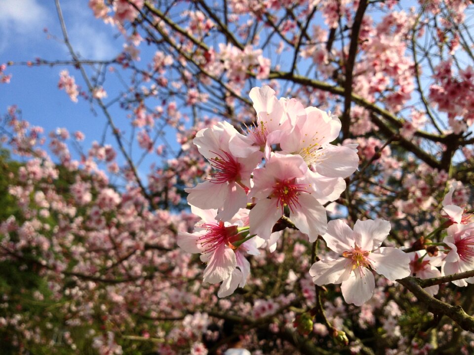 Cherry blossom bloom