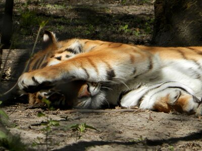 Siberian tiger tiger zoo