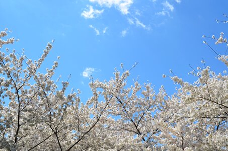 Fruit blossoms bloom