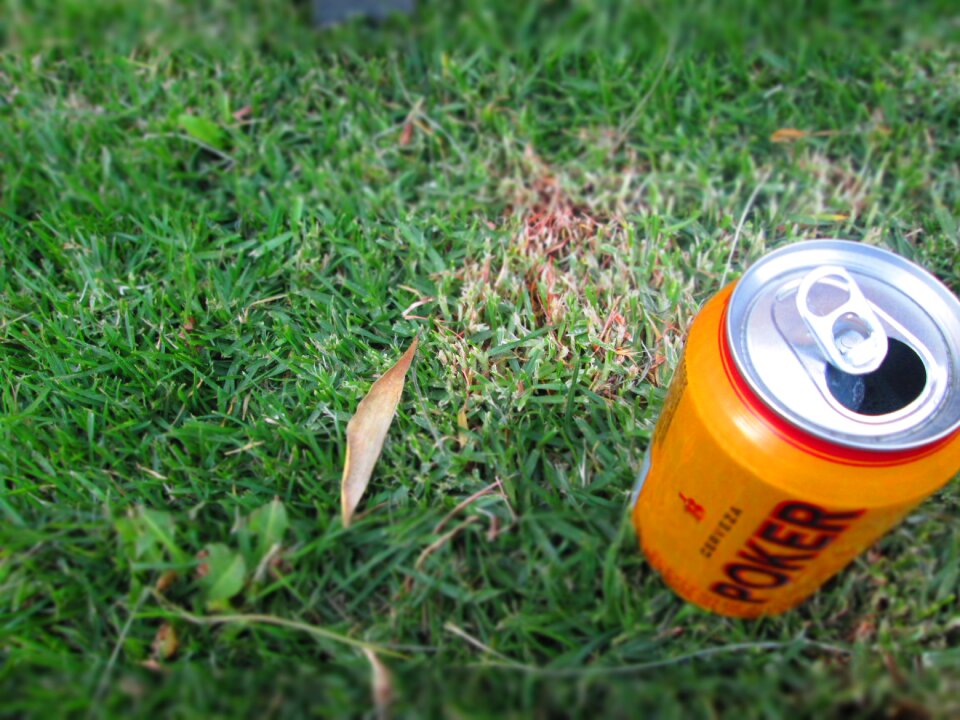 Beer grass nature
