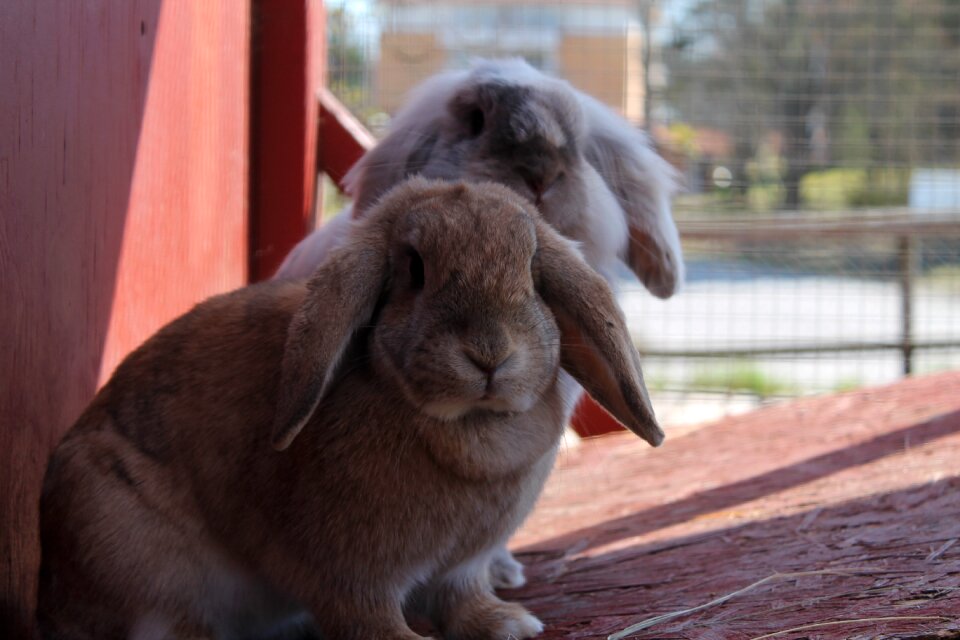 Bunny animal happy