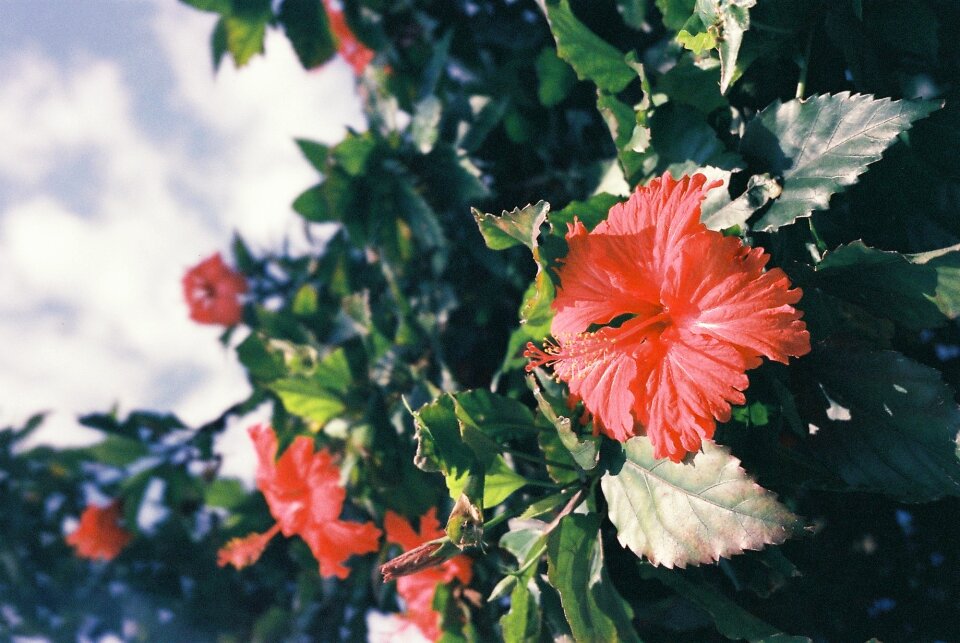 Bloom blossom spring