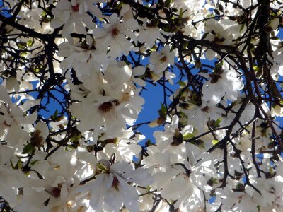 White flowers spring