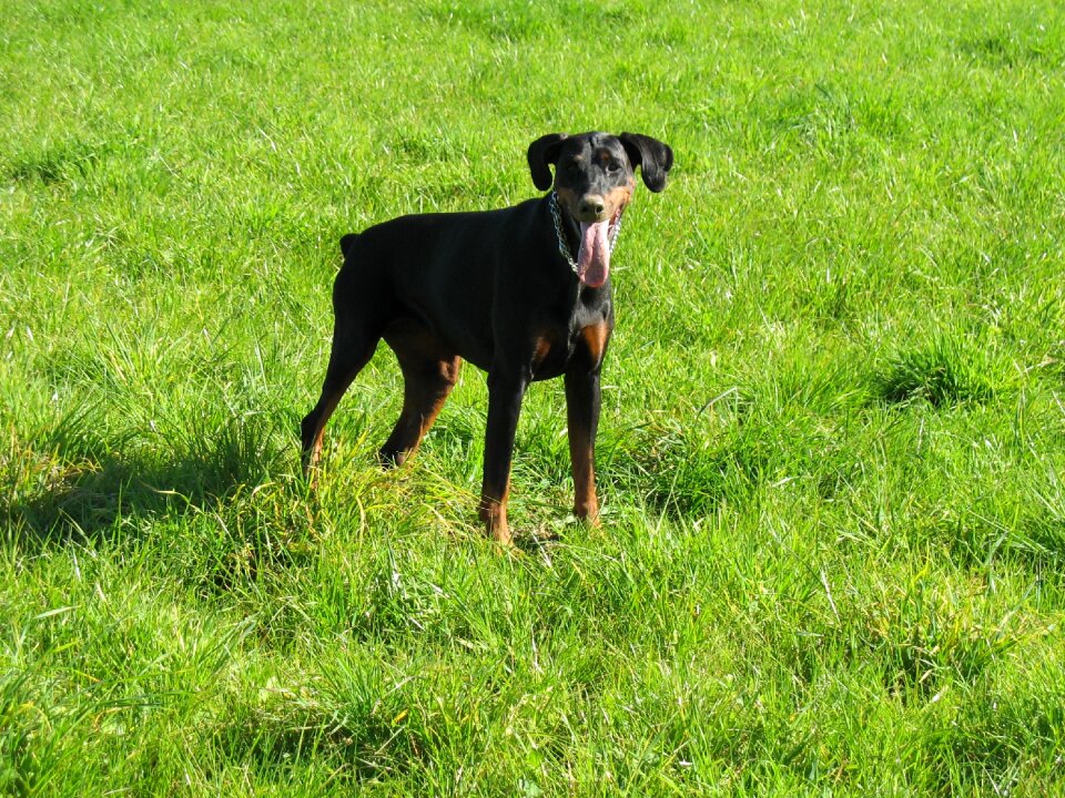 Dog doberman meadow