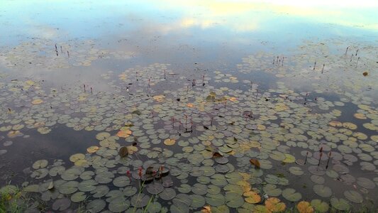 Pond lotus Free photos photo