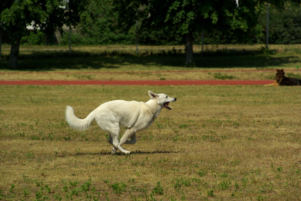 Competition obedience running