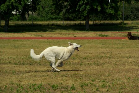 Competition obedience running photo