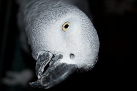 Red tail exotic animals