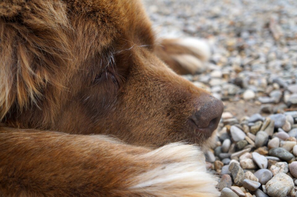 Newfoundland chocolate fur
