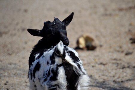 Young cute nature
