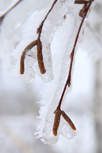 Cold frost frozen photo